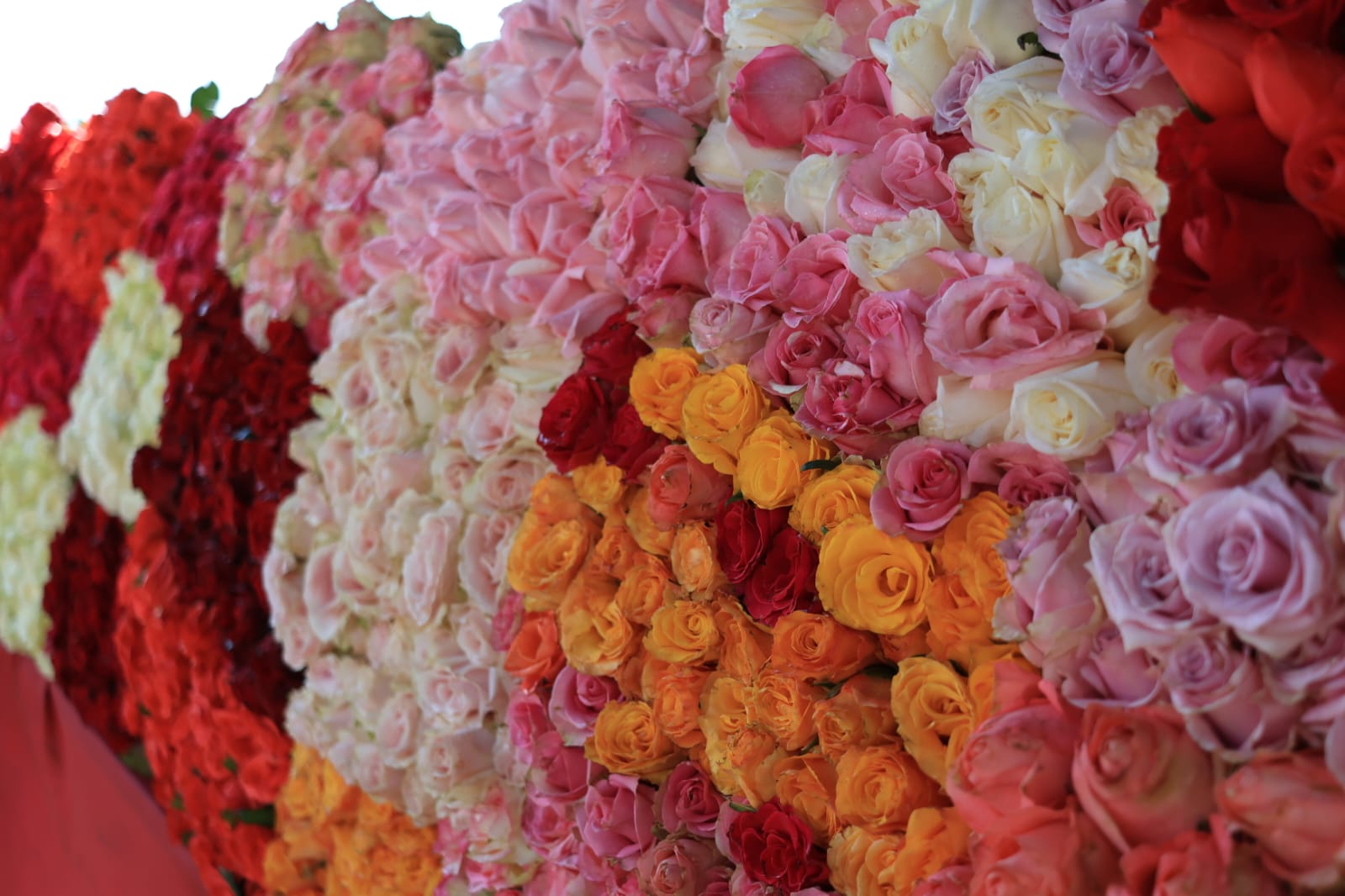 WhatsApp Image 2026-02-09 at 11.02.51 AM