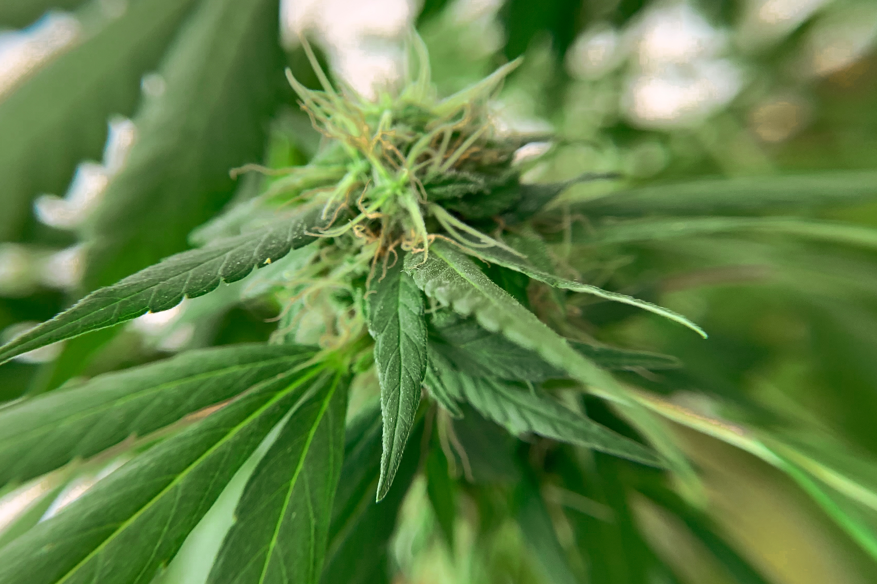 EL GOBIERNO DE TRUMP RECLASIFICA LA MARIHUANA COMO DROGA MENOS LETAL