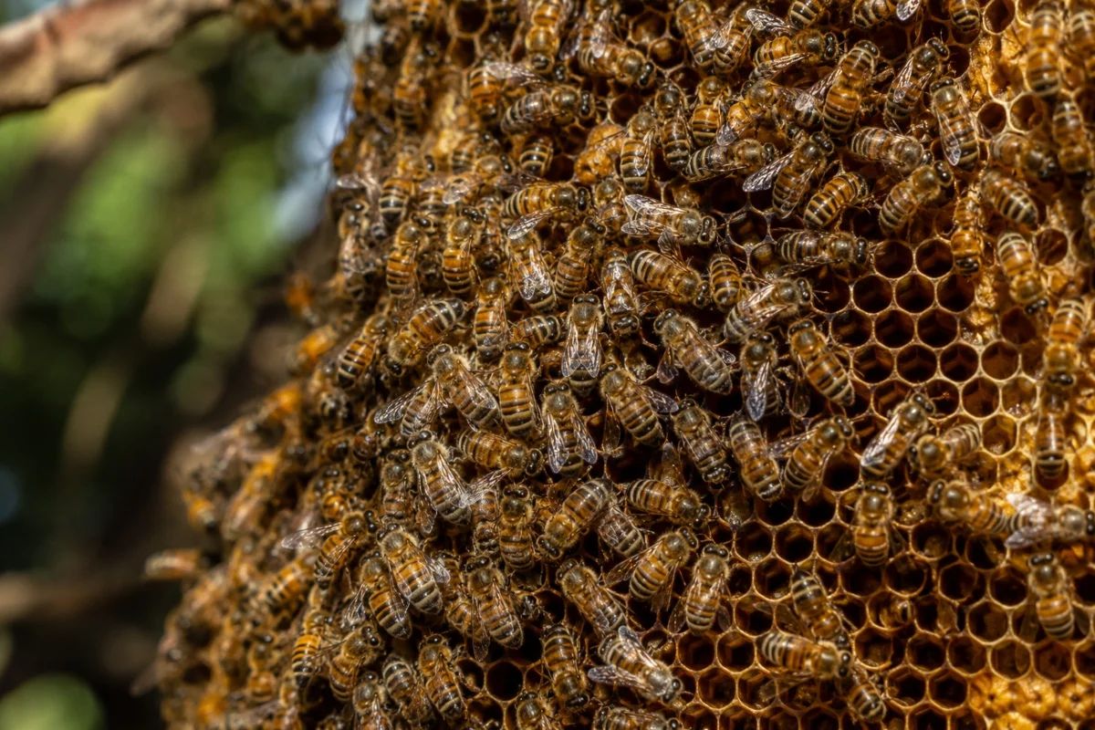 Abeja africanizada: alertan por su expansión tras ataques en panamá y su presencia en américa